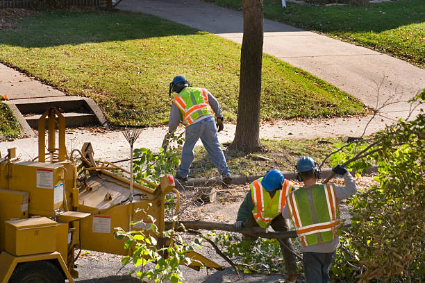 How Our Tree Care Process Works  in  Ho Ho Kus, NJ